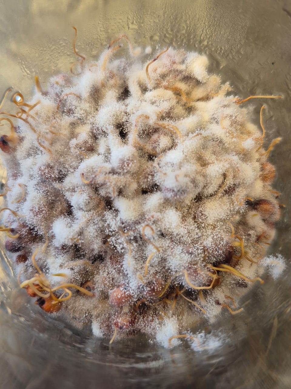Innovación biotecnológica en acuicultura